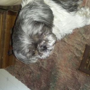 Meet your Posher, Devon